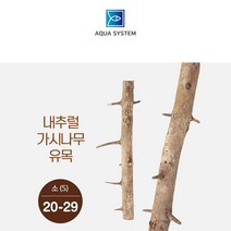 1300K 천연 네추럴 가시나무 가지유목 소 20cm 29cm