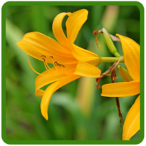 원추리 씨앗 50g 야생화종자 원추리꽃 꽃씨, 1개