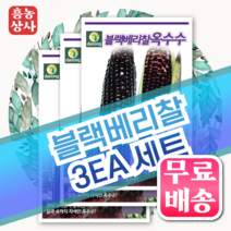 블랙베리옥수수 씨앗 70립 3개세트, 3개