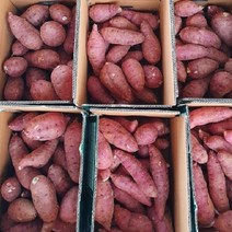 [산들다온] 해남 햇 꿀고구마 3kg 5kg 10kg 황토고구마, 중 10kg