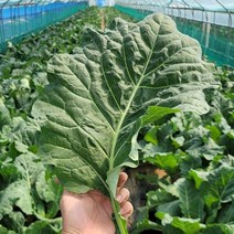 [유기농인증] 당일수확 국내산 친환경 케일 즙용, 케일 즙용 1kg
