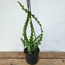 40-60cm 행잉식물 피쉬본 생선뼈선인장 수입식물 119