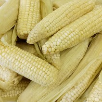 [자미담] 2022년 담양가사문학 옥수수(백찰) 5ea/30ea, 5ea