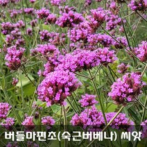 [해피플라워] 보랏빛 물결을 연출하는 버들마편초 숙근버베나 씨앗 1g(약 3000립) / 봄 파종 꽃씨