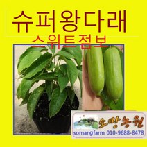 D(소망)슈퍼왕다래(스위트점보)묘목/화분 1그루/묘목