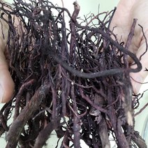 국내산 자근 지치 자초 100g 주치 뿌리, 자초 300g, 1개