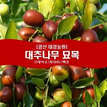 대추나무 묘목2년생(접목1년) 경산대경농원 다왕자오/복조 [각종 묘목/조경수/약용식물 다량보유], 다왕자오(왕대추), 상묘