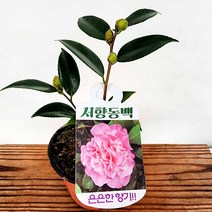 꽃나무팜 서향동백 소품 향동백 동백나무 향기좋은나무 야생화 핑크꽃 남부지방 노지월동 한개금액입니다