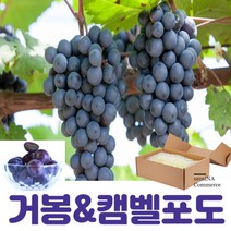 거봉 캠벨 캠벨 포도 혼합포도 캠벨포도 켐벨포도 캠밸포도 포도3kg 1kg 2kg 3kg 5kg 10kg, 1.프리미엄 거봉포도 2수 (약1kg))