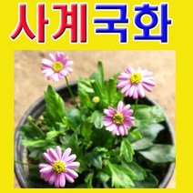 (D소망)야생화 사계국화 모종(포트) 7개