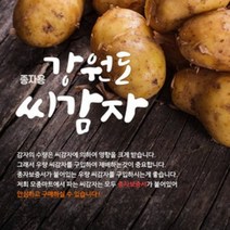 강원도 수미 씨감자 4kg/10kg/20kg/보급종/종자보증/2023년도, 4kg