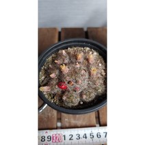 팅커벨선인장 월령환