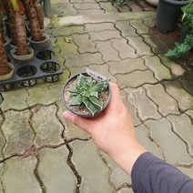 10~20cm 19 미파 다육식물 다육이 소품