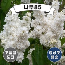 라일락 마담레모니 접목 1년