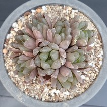 꽃다리 쿠페리 77 다육식물 하월시아 아이만 배송