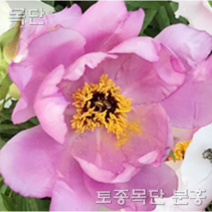 목단(모란) 묘목 개화주 입고 금강원예, 자포대금-3년생