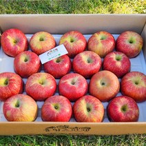 [썩은사과] [올팜스] 당도선별 햇 부사 사과 대과 5kg 고당도 청송 안동 사과, 부사 사과/5kg/대과