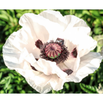 숙근양귀비 로열웨딩[2포트]