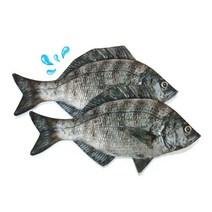 생선필통 감성돔필통
