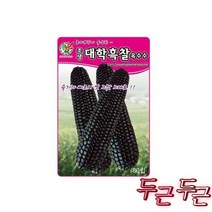 KS 대학찰 옥수수 70립, 대학흑찰 옥수수씨앗 80립 대학찰옥수수씨앗