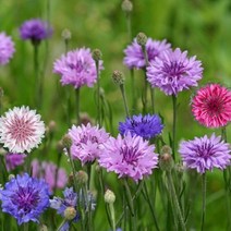 지엘파크 꽃씨 수레국화(혼합) 1kg-약40평분량 한두해살이 개화기 6~9월