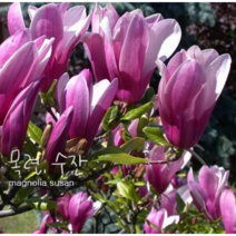 목련 수잔 [1포트] (복남이네야생화 봄 야생화 모종 정원수 꽃나무 매그놀리아 magnolia susan), 1개