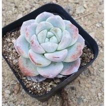 [다육식물]아이시그린60