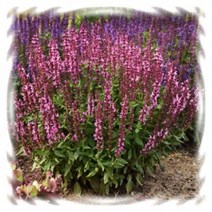 [어린모종]숙근사루비아 : 8cm분, 디멘션 로즈