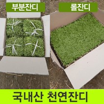 천연잔디 (전남 장성군)부분잔디18cm18cm20장/롤잔디60cm40cm2장/박스포장/무료배 송, 롤잔디 60cm40cm 2장