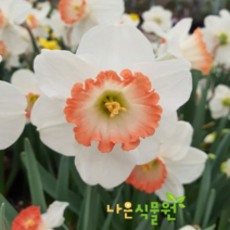 [나은식물원]13.[수선화] 핑크참-10cm 2포트