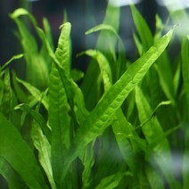 미미네플랜츠 미크로소리움 프테로푸스 롱잎 1포트, 없음, 1개