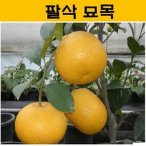 팔삭 묘목 3년생 JJ11