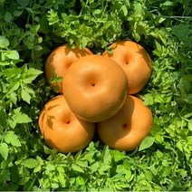 나주배 가정용 15KG (26~30과)