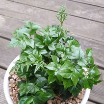 해피트리 공기정화식물 화분 꽃 인테리어식물 실내화초 키우기, 01_해피트리