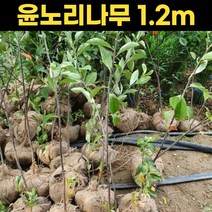 꼭지윤노리나무 윤노리 1.2m 나무, 1개
