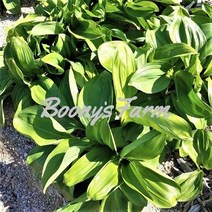 [분이네농원] 강원도 진고개 노지 생 산마늘(명이나물) 4kg, 1개