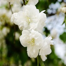 세종식물원 남경도 나무 24cm사각화분 남경도화 (흰색 빨강색 램덤)남경화 묘목 꽃복숭아
