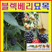 슈퍼블렉베리(가시없는복분자)묘목 삽목1년 3그루, 3개
