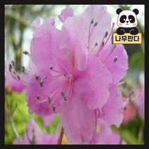 (나무판다) 진달래 나무 묘목 키 30cm내외 플러그묘 2주묶음, 진달래 키 30cm내외 플러그묘(2주묶음)