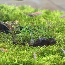 [미미네아쿠아]화산석 윌로모스, 단일속성