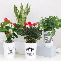 자동급수 식물재배기, 포니