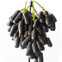 프리미엄 고당도 블랙사파이어 포도 가지포도 씨없는 포도, 3.0kg, 1개