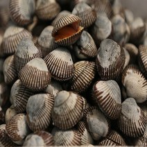 벌교 꼬막왕자 제철 산지직송 큰 새꼬막 1kg, 새꼬막 1kg(상품), 1개