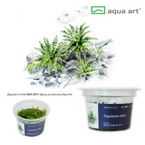 AquaArt 아쿠아아트 포고스테몬 헬페리 (쭈구리) 무균 수초
