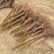 [모든원예조경] 참죽나무 묘목 (가죽나무) 실생1년생 참죽묘목 특용수 약용수