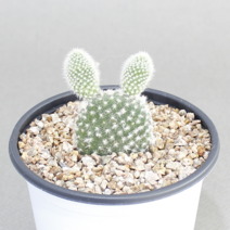 아이엠플랜트 화이트포트 선인장 다육이 모음, 1개, 10.백도선