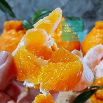 제주한라봉 한라봉선물 로얄과 한라봉5KG 달콤 회사단체선물