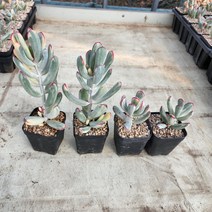 다육식물 (원종복랑금 (중)(대) 사이즈), 대