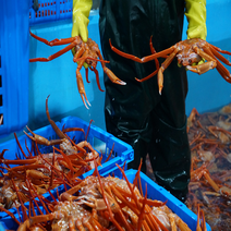 속초붉은대게 홍게 정품 3kg, 가성비형 3kg 자숙(2-3인추천), 1개