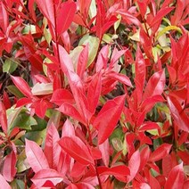 순희농장 홍가시레드로빈 홍가시나무묘목 레드로빈 30cm 4개 50cm 2개 1m분 조경수 정원수, 홍가시검정포트(50cm전후)-2개